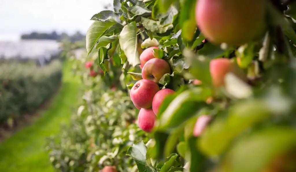 Wenn sich die Obstgärten und Weinberge rund um den Bodensee golden färben, beginnt eine der genussreichsten Zeiten des Jahres.
