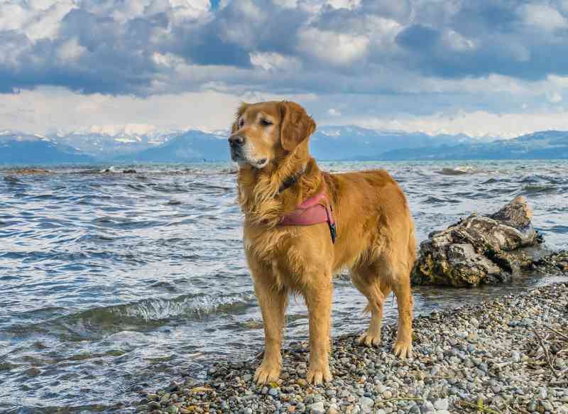 Hund beim Urlaub am Bodensee
