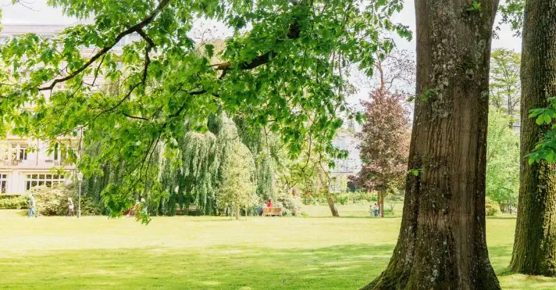 Ruhiger Park mit üppigen Bäumen und sonniger Wise an einem klaren Tag