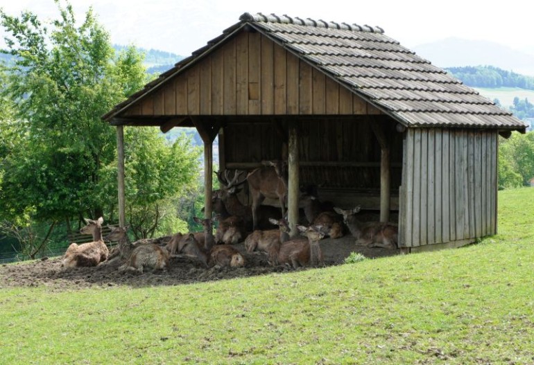 Wildpark Peter und Paul - Rothirsch Wildpark Peter und Paul - Rothirsch