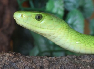 Gewöhnliche Mamba (Eastern Green Mamba)