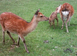 Wildpark Allensbach/Bodensee