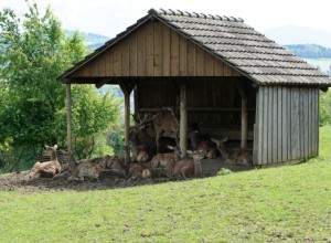 Wildpark Peter und Paul - Rothirsch
