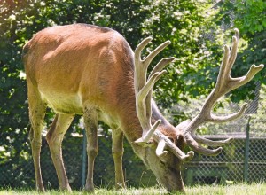 Wildpark Peter und Paul